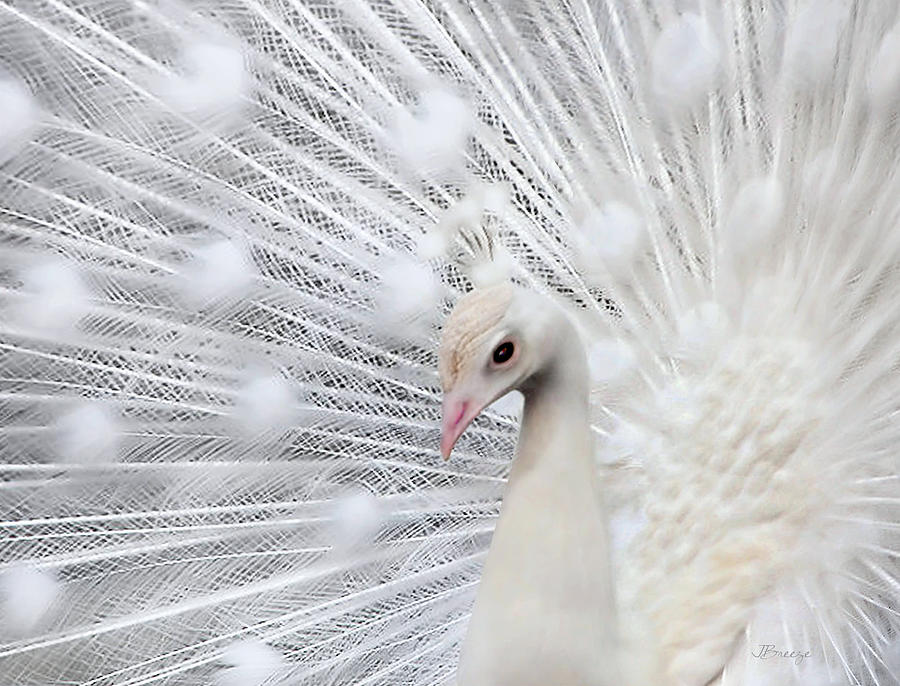 Portrait of a Peacock Photograph by Jennie Breeze