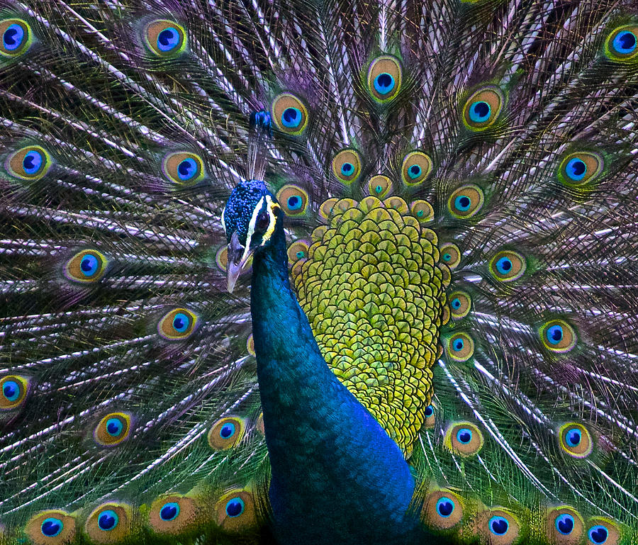 Peacock Photograph - Portrait of a Peacock by Venetia Featherstone-Witty