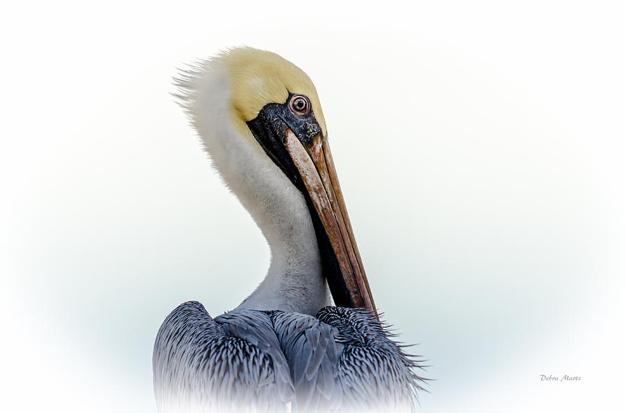 Pelican Photograph - Portrait Of A Pelican by Debra Martz