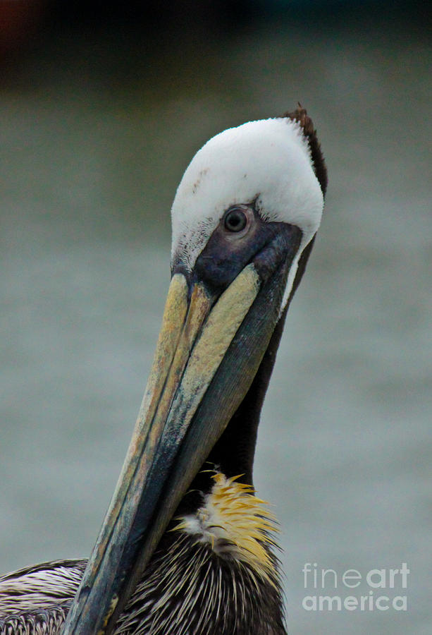 Pelican Photograph - Portrait Of A Pelican by Diana Black