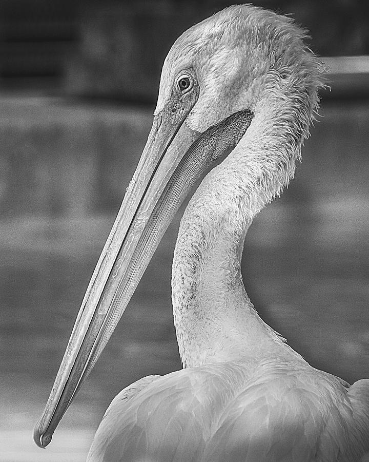 Pelican Photograph - Portrait of a Pelican by Jon Woodhams