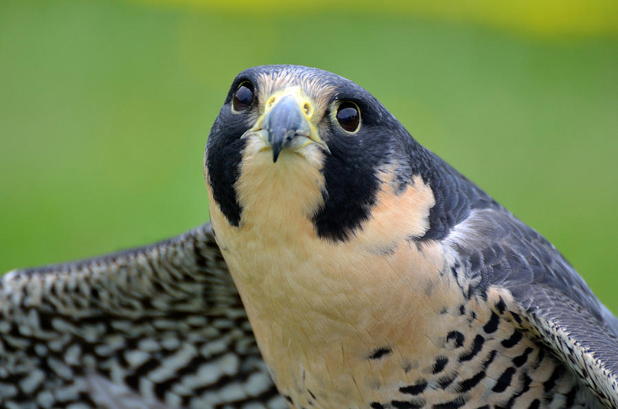 Portrait of a Peregrine Falcon Photograph by Kathleen Stephens