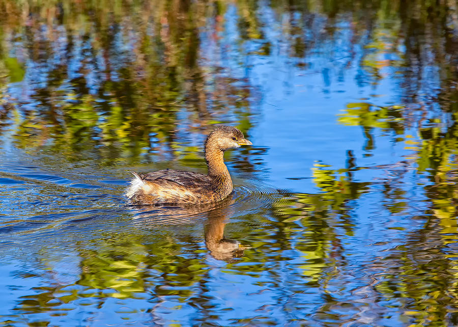 Portrait Of A Pied-billed Grebe Photograph