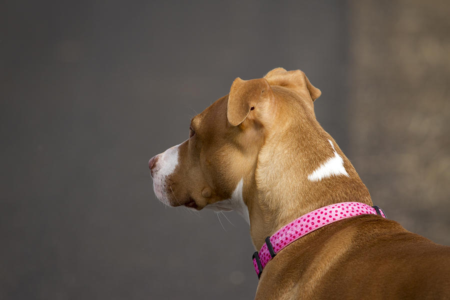 Portrait of a Pit Bull Photograph by Thomas Young