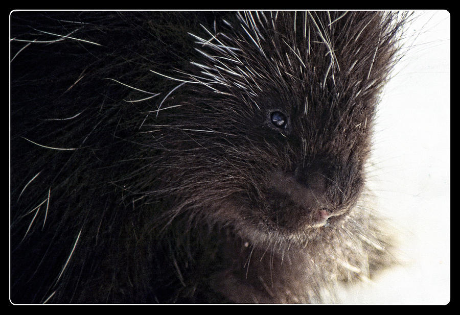 Portrait of a Porcupine Photograph by Mike Martin