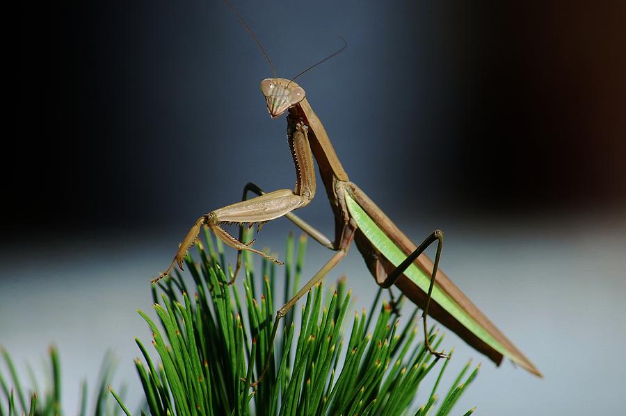 Portrait of a Praying Mantis Photograph by Joy Bradley - Pixels