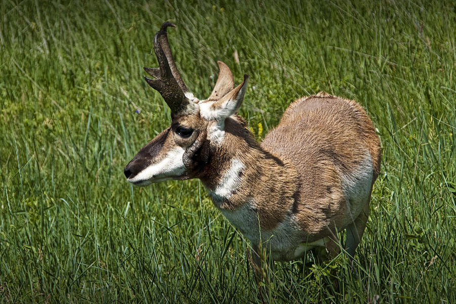 Portrait of a Pronghorn Antelope No. 0693 Photograph by Randall Nyhof