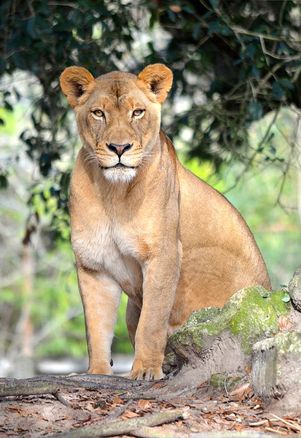 Jacksonville Photograph - Portrait of a Proud Lioness by Richard Bryce and Family