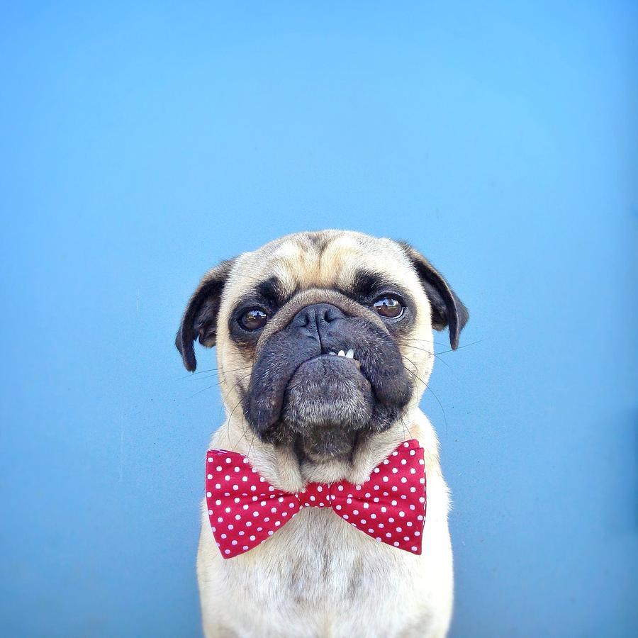 Portrait of a Pug dog wearing bow tie Photograph by Jermzlee