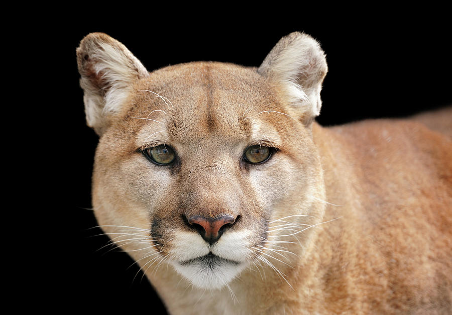 Portrait Of A Puma Looking Beyond The Photograph by Freder