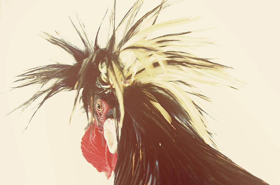 Portrait Of A Punky Rooster Photograph by Jessica Lynn Culver