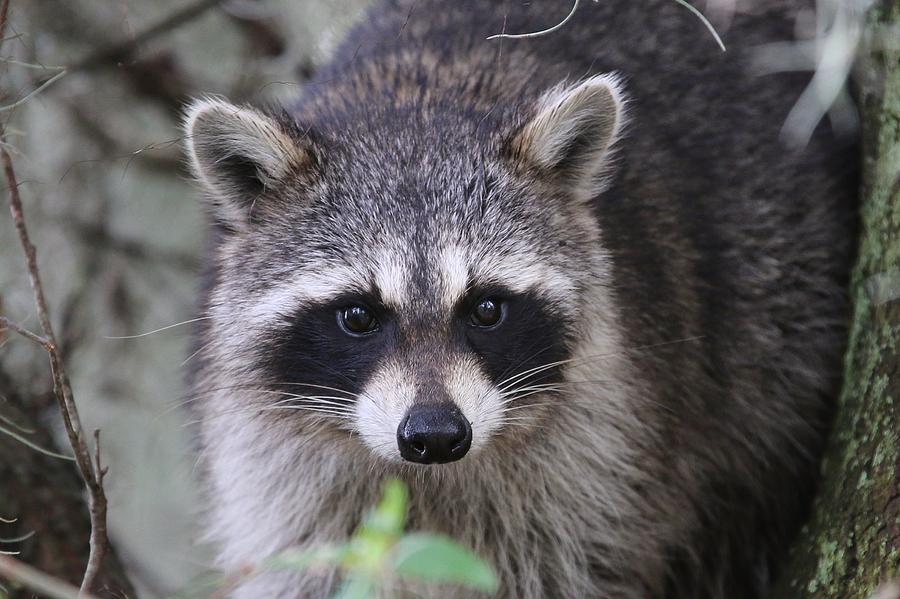 Portrait of a Raccoon Photograph by Paul Golder - Pixels