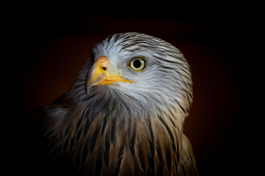 Portrait of a red kite (Milvus milvus) Photograph by Andyworks