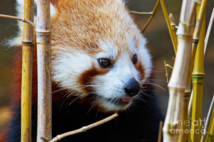 Portrait of a Red Panda  Photograph by Nick  Biemans