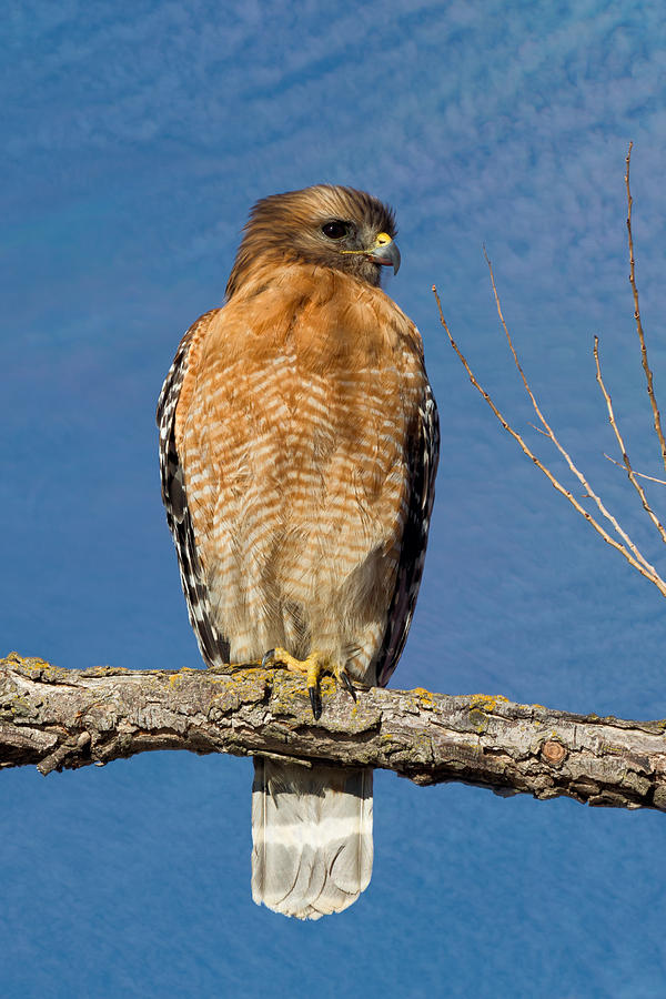 Portrait of a Red-Shouldered Hawk Photograph by Kathleen Bishop