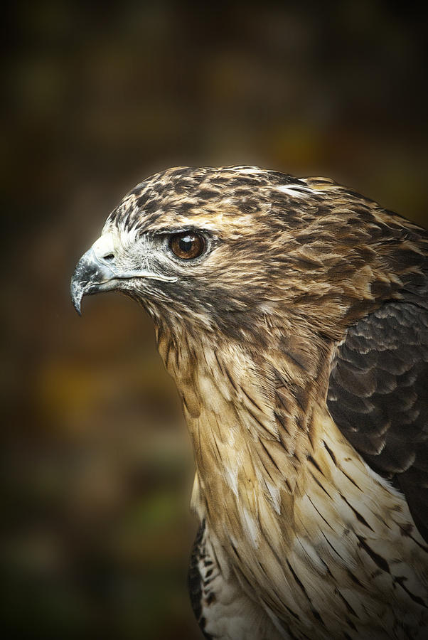 Portrait of a Red Tail Hawk Photograph by Randall Nyhof