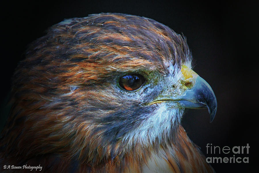 Portrait of a Red-tailed Hawk Photograph by Barbara Bowen