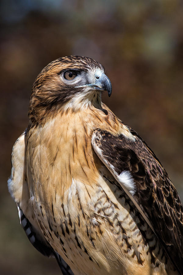 Portrait Of A Red Tailed Hawk Photograph by Dale Kincaid