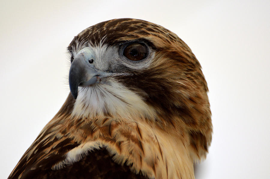 Portrait of a Red-tailed Hawk Photograph by Kathleen Stephens