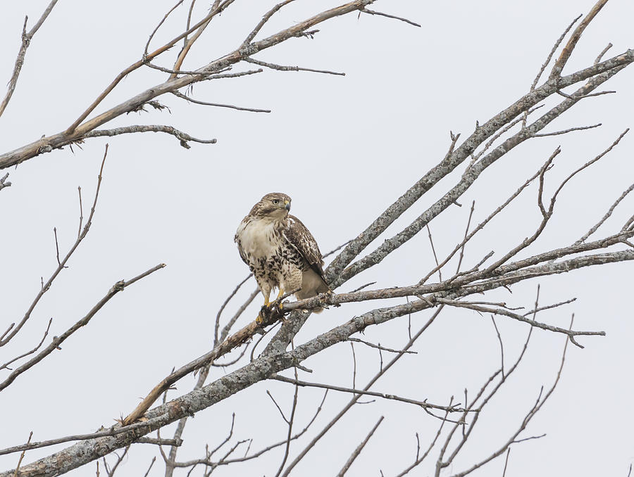 Portrait Of A Red-tailed Hawk Photograph by Thomas Young