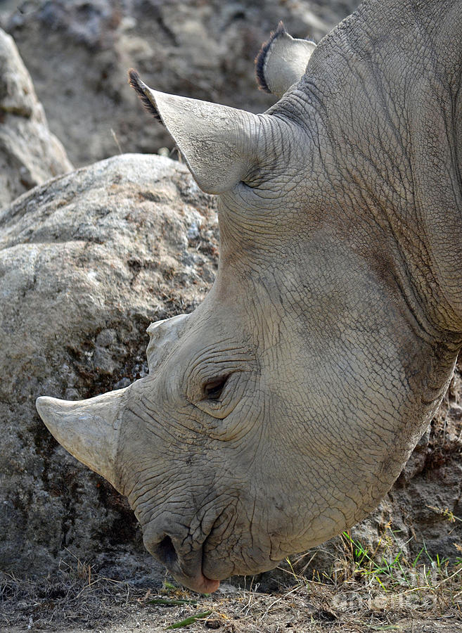 Portrait of a Rhinoceros Photograph by Jim Fitzpatrick