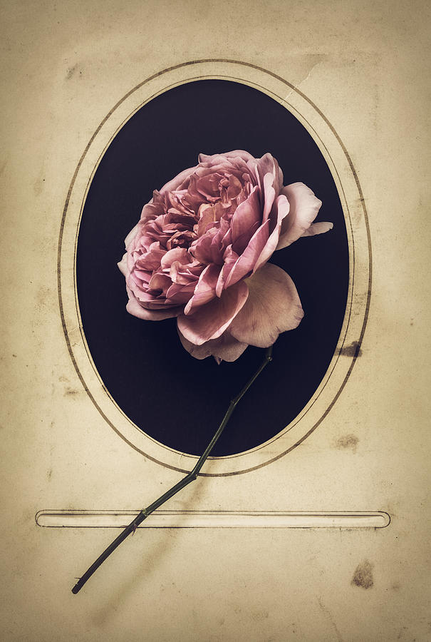 Rose Photograph - Portrait of a Rose by Amy Weiss