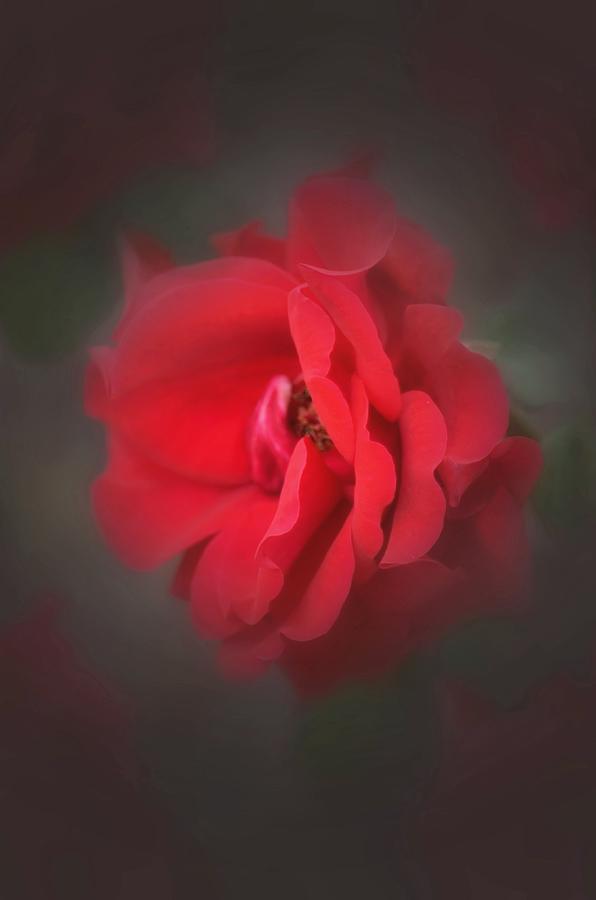 Portrait of a Rose Photograph by Maria Urso