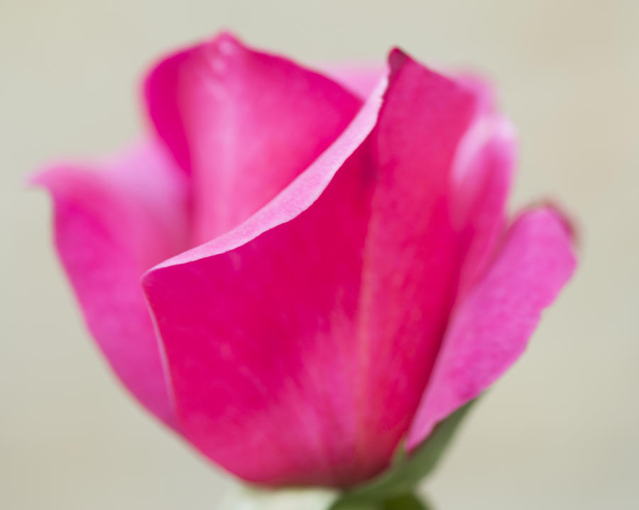 Spring Photograph - Portrait of a Rose by Phil And Karen Rispin