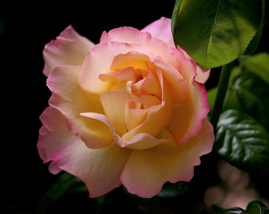 Summer Photograph - Portrait of a Rose by Rona Black