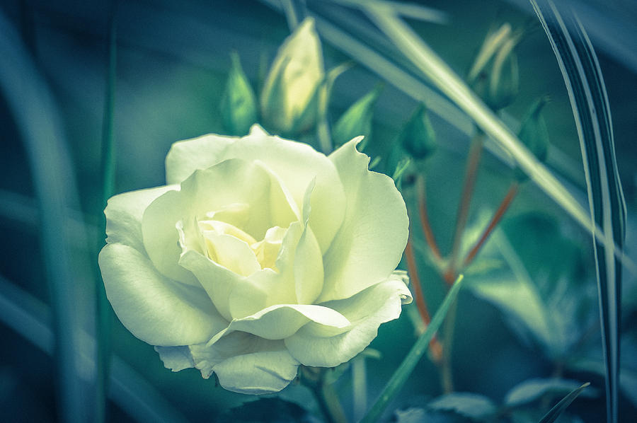 Portrait of a Rose Photograph by Ronda Broatch