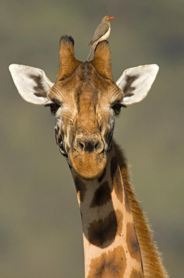 Wildlife Photograph - Portrait Of A Rothchilds Giraffe by Panoramic Images