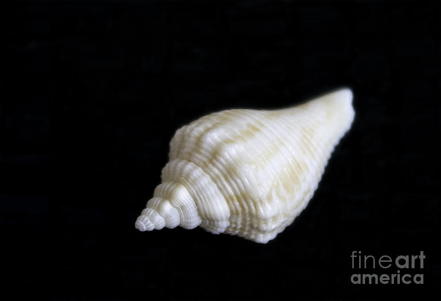 Nature Photograph - Portrait Of A Sea Shell by Arlene Carmel