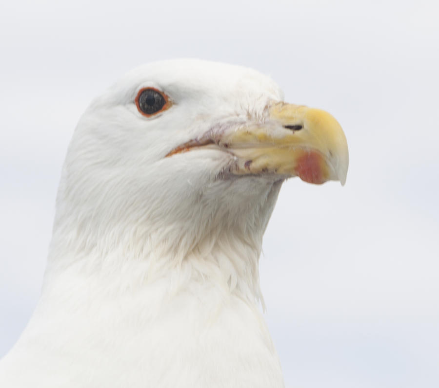 Seagull Photograph - Portrait of a Seagull by Steven Natanson