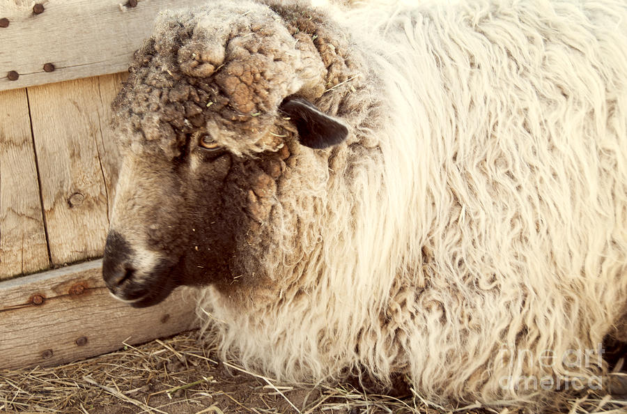 Portrait of a Sheep Photograph by Juli Scalzi