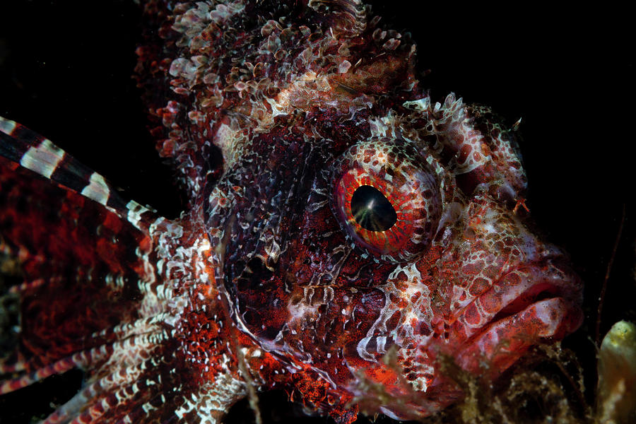 Portrait Of A Shortfin Lionfish, Lembeh Photograph by Alessandro Cere