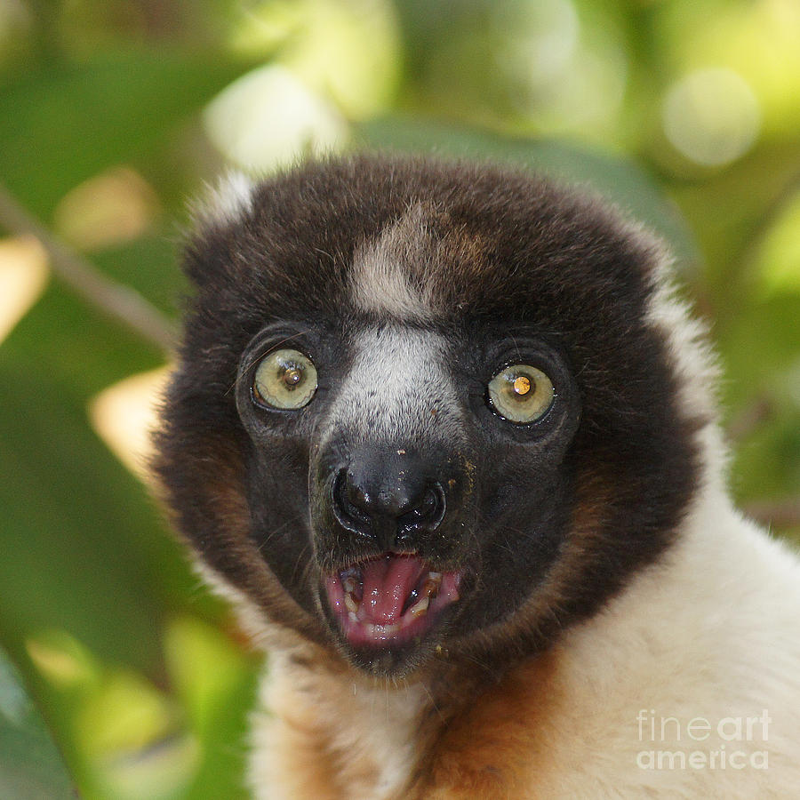 portrait of a sifaka from Madagascar Photograph by Rudi Prott