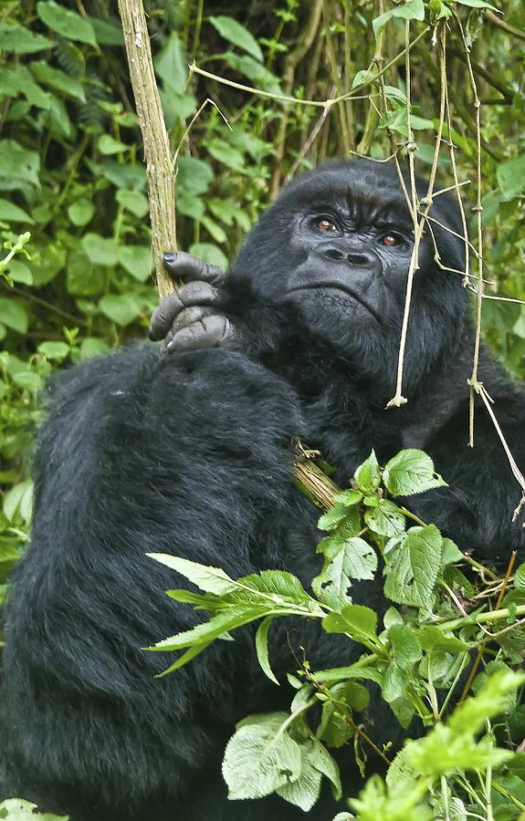 Portrait of a Silverback Photograph by Sandy Schepis