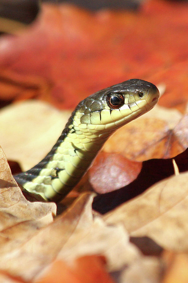 Portrait of a snake Photograph by Doris Potter