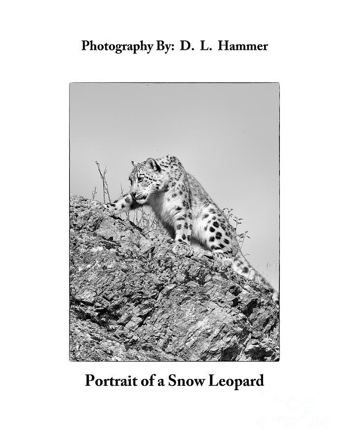 Portrait of a Snow Leopard Photograph by Dennis Hammer
