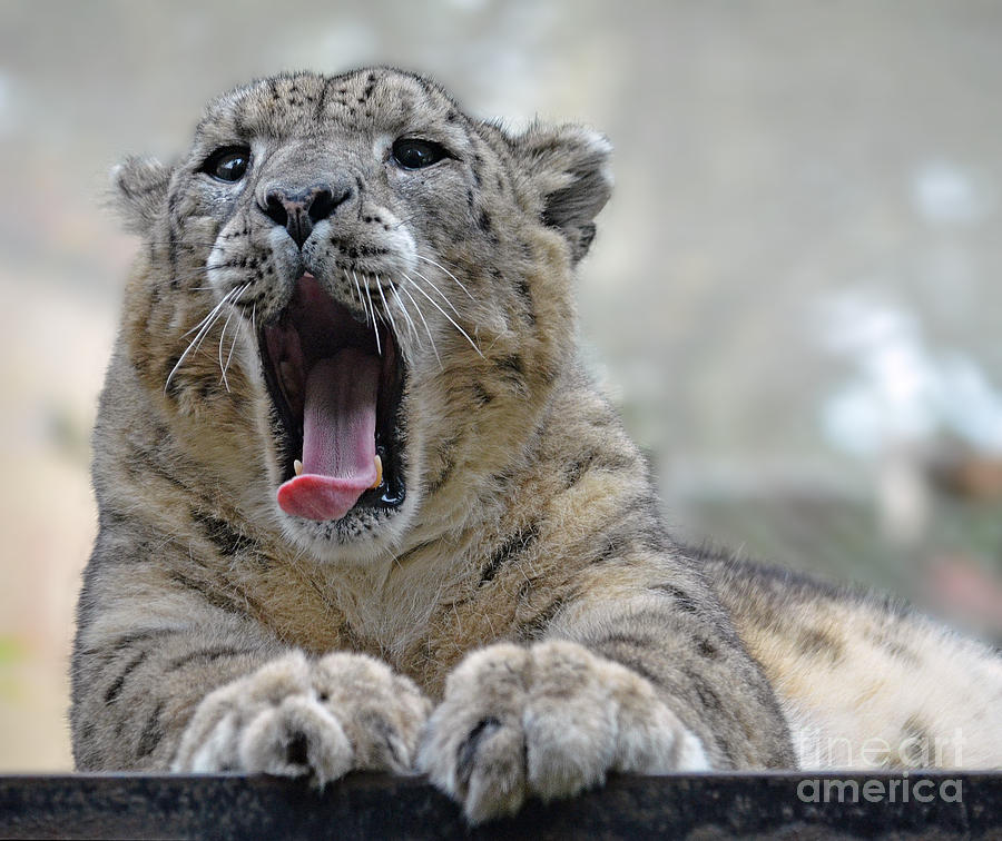 Portrait of a Snow Leopard II Photograph by Jim Fitzpatrick