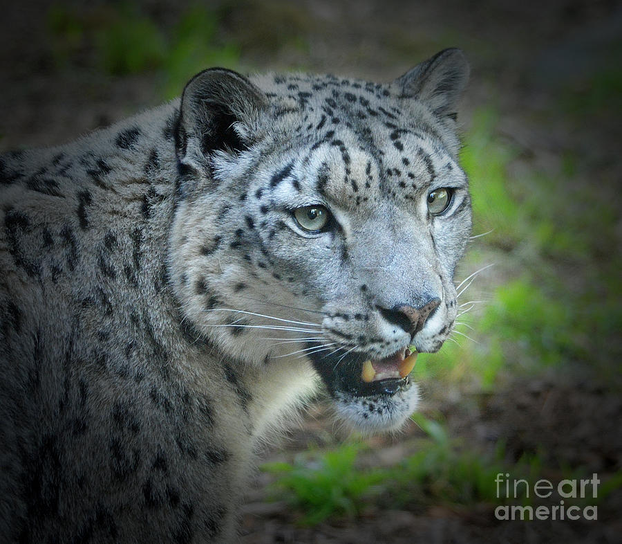Animal Photograph - Portrait of a Snow Leopard by Jim Fitzpatrick