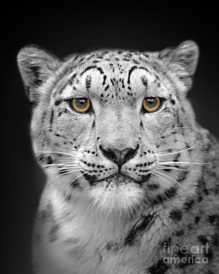 white snow leopard face