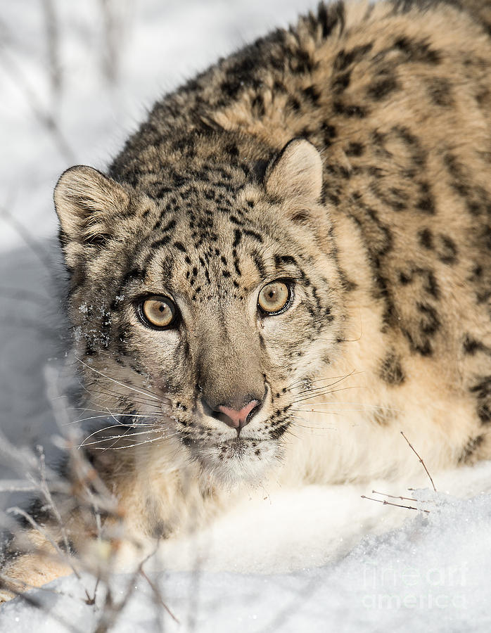 Portrait Of A Snow Leopard Photograph by Melody Watson