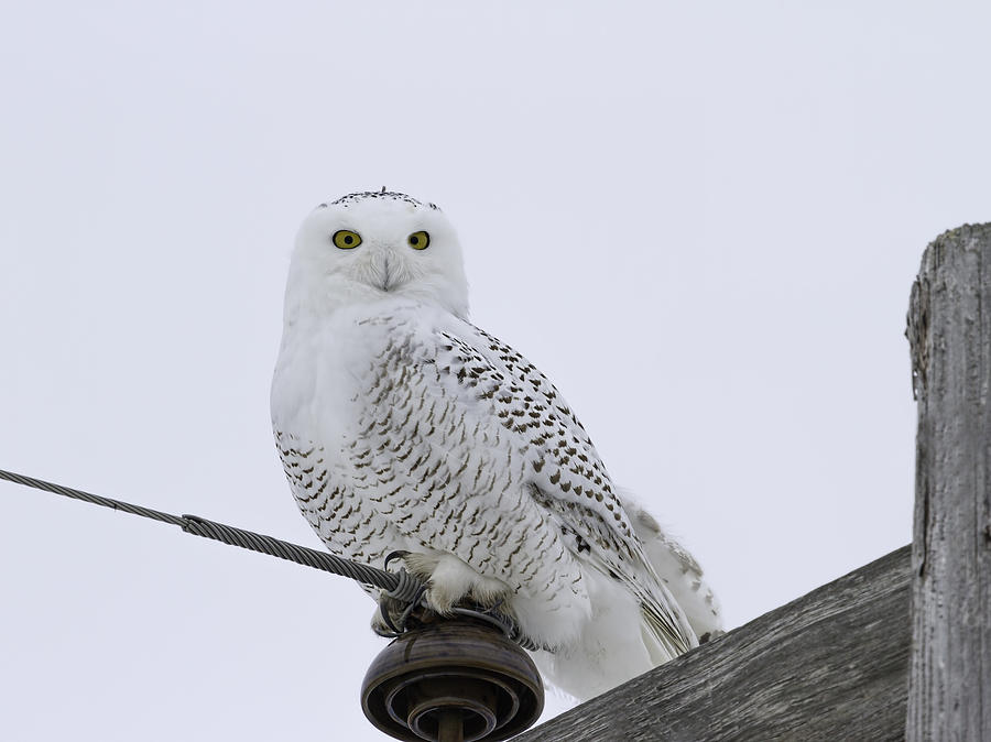 Portrait Of A Snowy Owl Photograph by Thomas Young