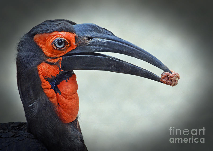 Portrait of a Southern Ground Hornbill Photograph by Jim Fitzpatrick
