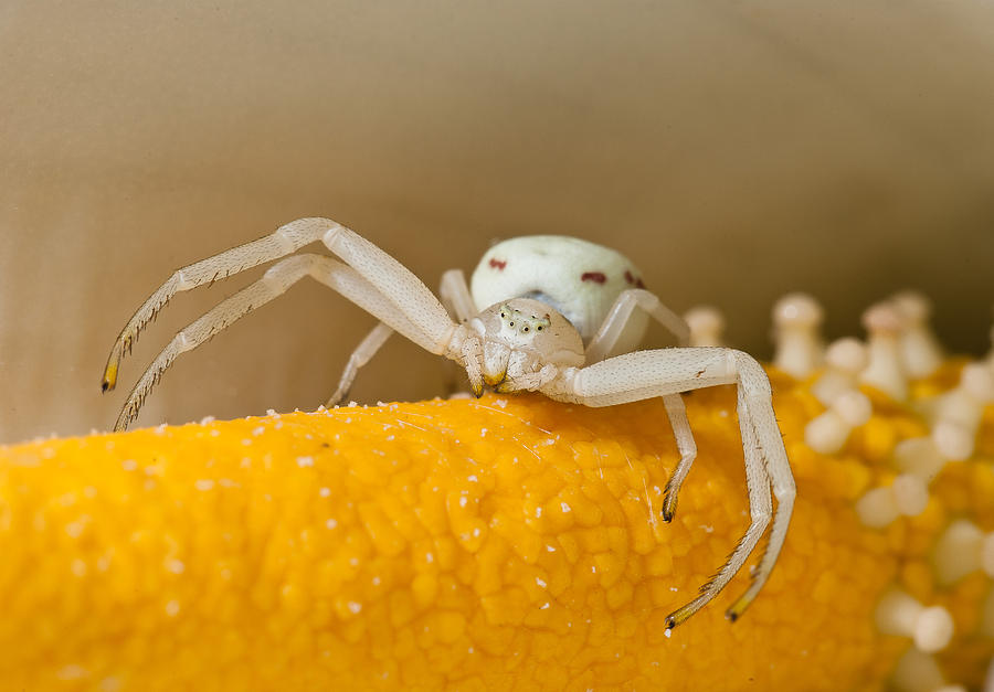 Portrait of a Spider in a Cala Lily Photograph by Greg Nyquist