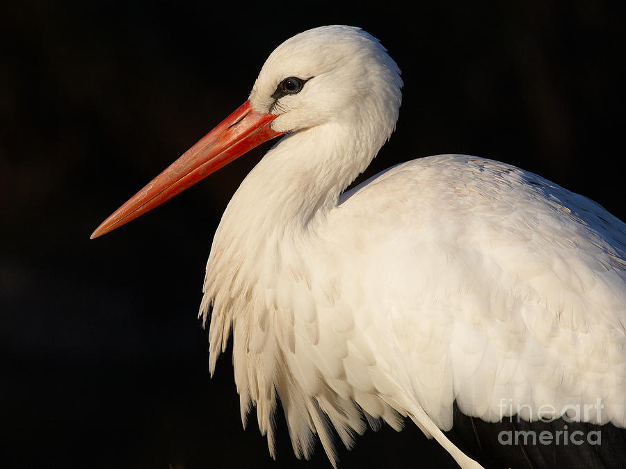 Portrait of a stork with a dark background Photograph by Nick  Biemans