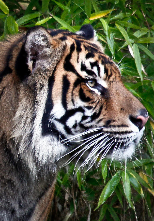 Profile Of A Sumatran Tiger Photograph By Athena Mckinzie 