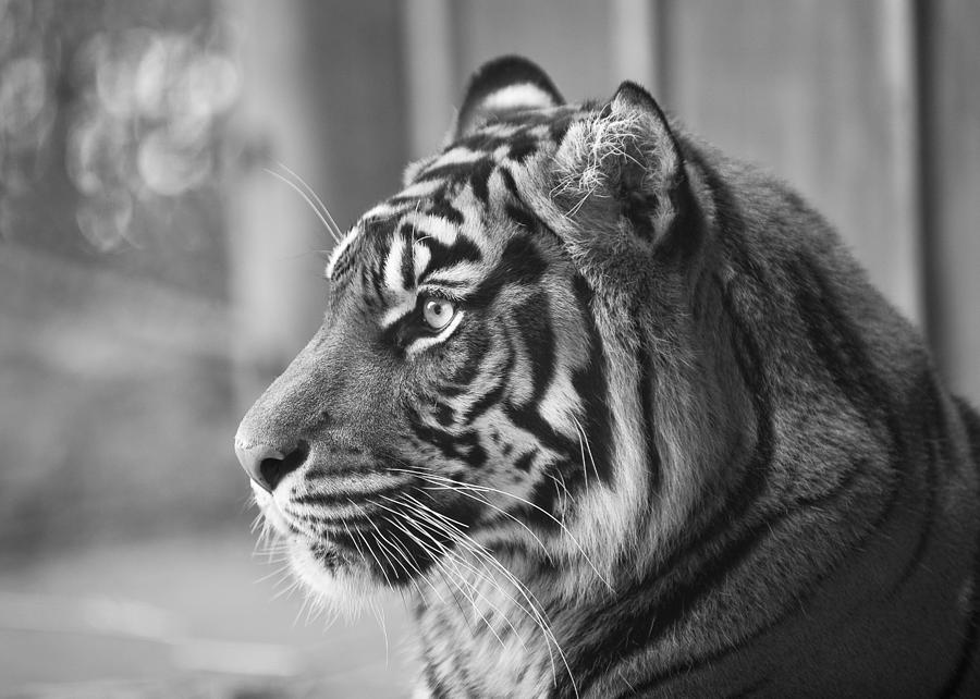 Portrait of a Sumatran Tiger Photograph by Gary Neiss