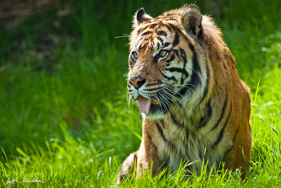 Portrait of a Sumatran Tiger Photograph by Jeff Goulden